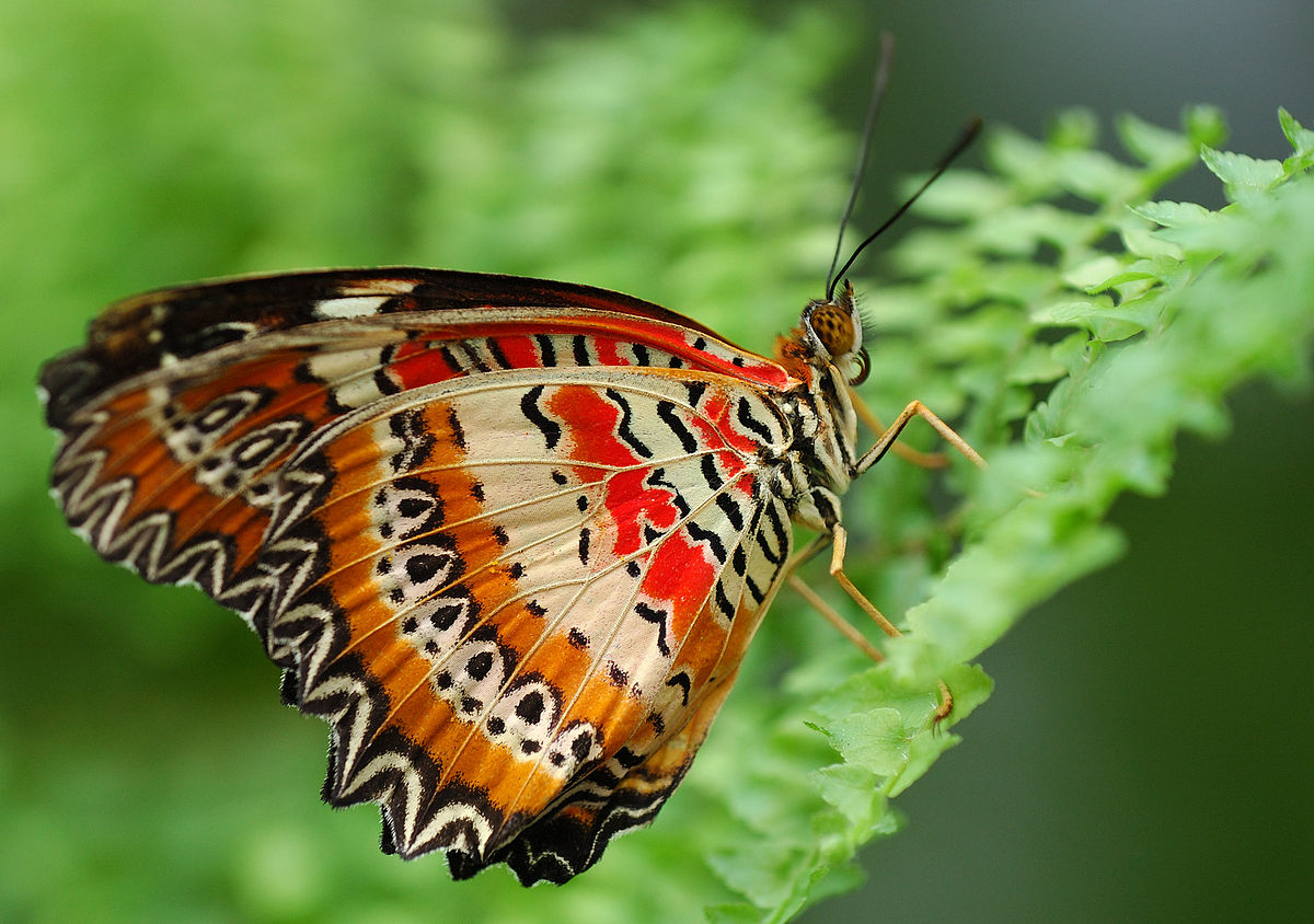 Schmetterling